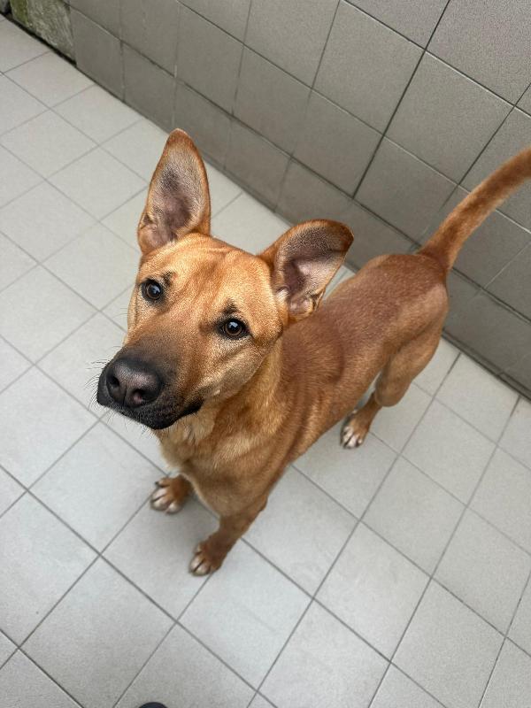 SIMBA SIMPATICO LUPETTO Foto 7